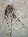 Uranotaenia lowii - photo 2