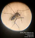 Uranotaenia lowii - photo 3