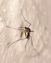 Uranotaenia lowii - photo 4