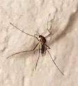 Uranotaenia lowii - photo 5