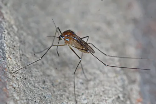 Uranotaenia sapphirina