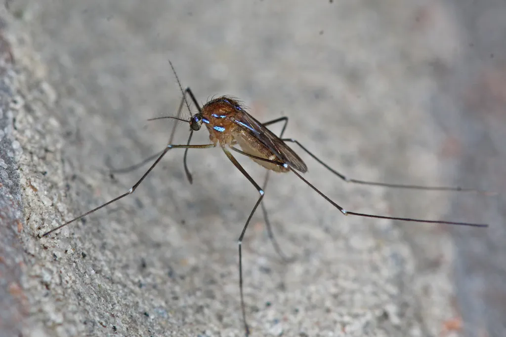 Uranotaenia sapphirina - photo 2
