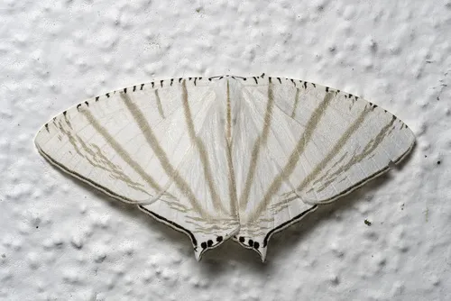 Urapteroides astheniata