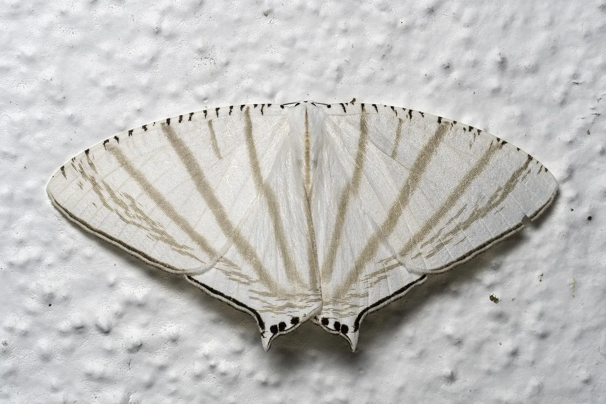 Urapteroides astheniata - photo 2