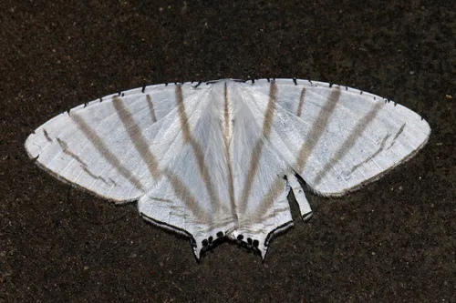 Urapteroides astheniata - photo 6