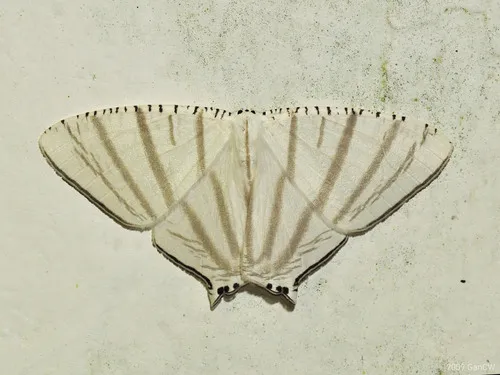 Urapteroides astheniata - photo 8