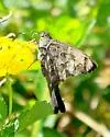Dorantes Longtail - Hodges#3889