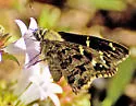Dorantes Longtail - Hodges#3889 - photo 2