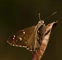 Dorantes Longtail - Hodges#3889 - photo 3