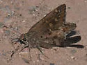 Dorantes Longtail - Hodges#3889 - photo 4