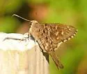 Dorantes Longtail - Hodges#3889 - photo 5