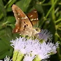 Turquoise Longtail - Hodges#3888.1 - photo 2