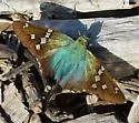 Turquoise Longtail - Hodges#3888.1 - photo 3