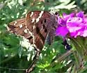 Turquoise Longtail - Hodges#3888.1 - photo 4