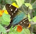 Turquoise Longtail - Hodges#3888.1 - photo 5