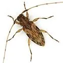 Urgleptes celtis