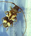Urgleptes facetus
