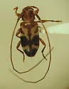 Urgleptes facetus - photo 2
