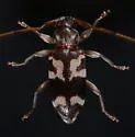 Urgleptes facetus - photo 3
