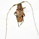 Urgleptes foveatocollis - photo 2