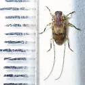 Urgleptes foveatocollis - photo 3