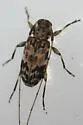 Urgleptes foveatocollis - photo 4