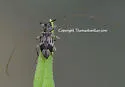 Urgleptes querci - Urgleptes querci