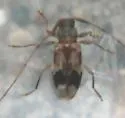 Urgleptes querci - photo 3