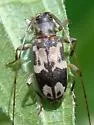 Urgleptes querci - photo 4