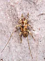 Urgleptes sandersoni