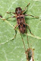 Urgleptes signatus