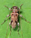 Urgleptes signatus - photo 2