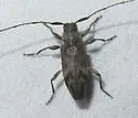 Urgleptes signatus - photo 4