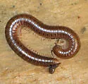 Uroblaniulus carolinensis