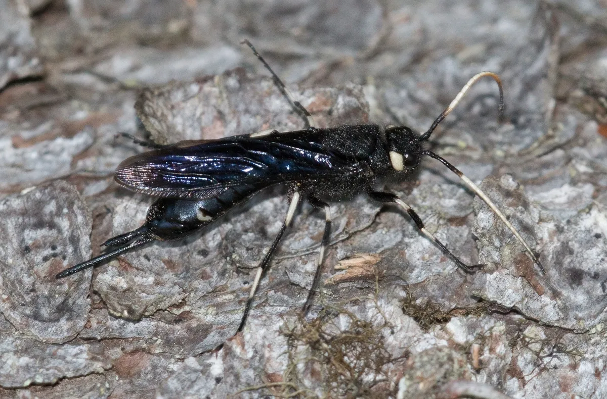 White-horned Horntail Wasp