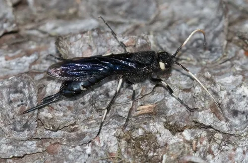 White-horned Horntail Wasp - photo 3