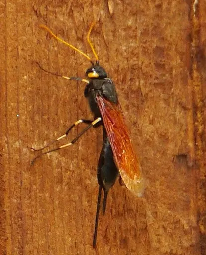 California Horntail Wasp - photo 2