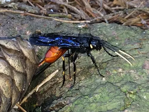 Black-and-red Horntail Wasp - photo 3