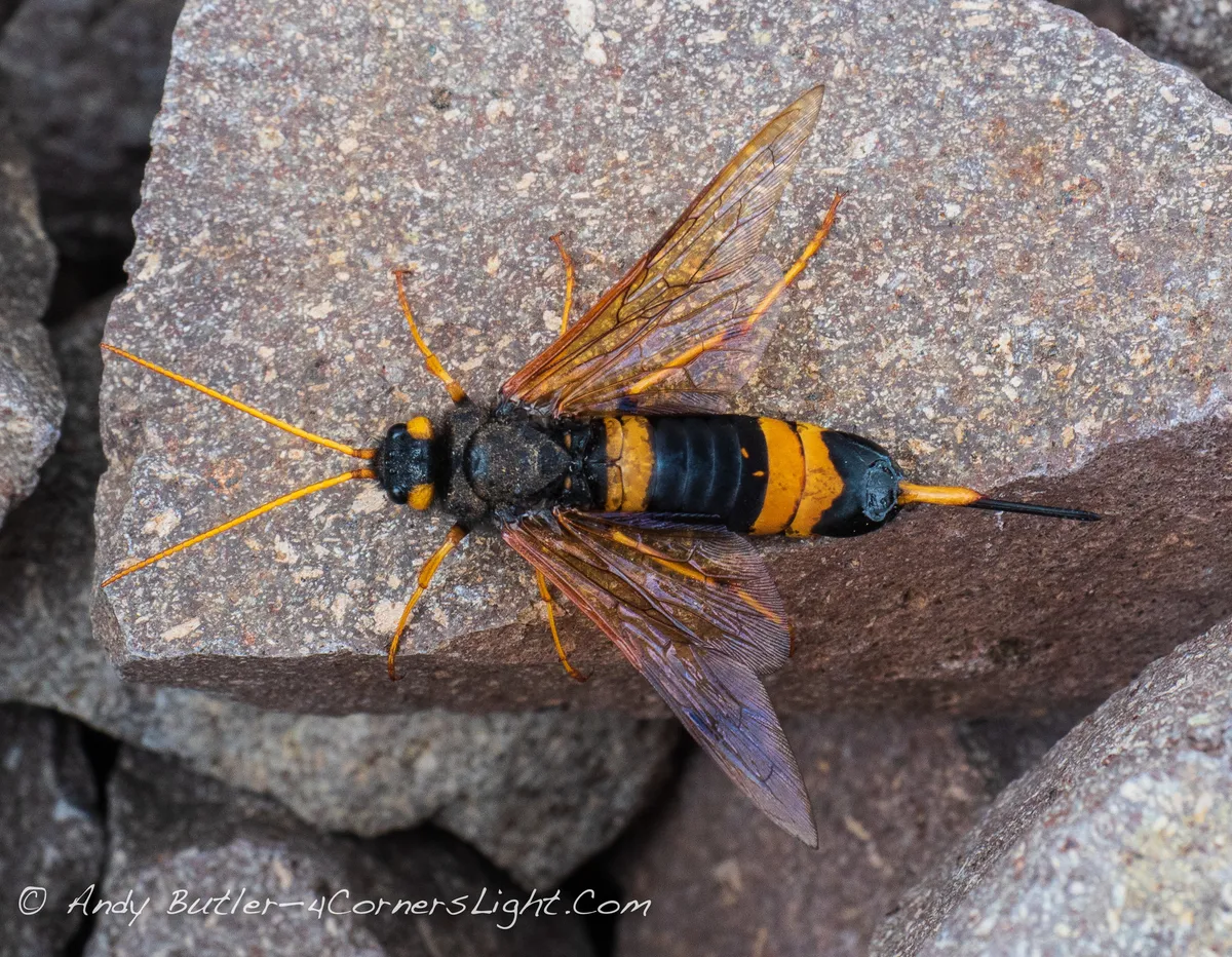 Yellow-horned Horntail Wasp - photo 3
