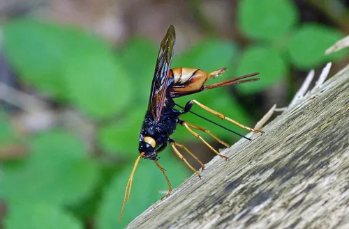 Giant Woodwasp