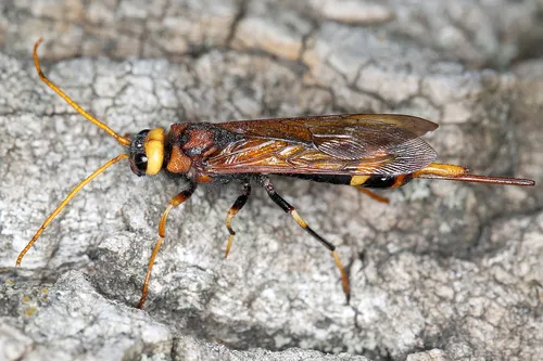Urocerus sah
