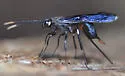 Urocerus taxodii