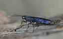 Urocerus taxodii - photo 2