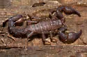 Uroctonites montereus