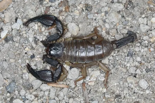 Uroctonus franckei