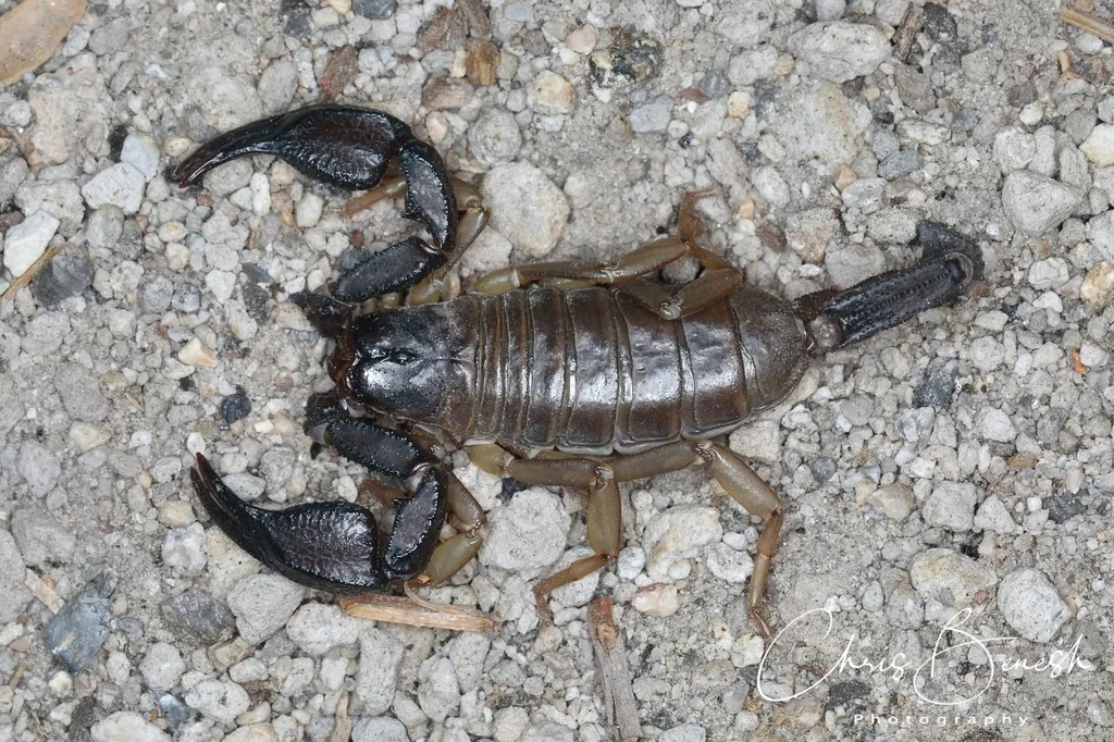 Uroctonus franckei - photo 2