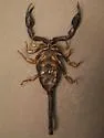 California Forest Scorpion