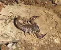 California Forest Scorpion - photo 2
