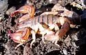 California Forest Scorpion - photo 3