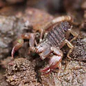 California Forest Scorpion - photo 4
